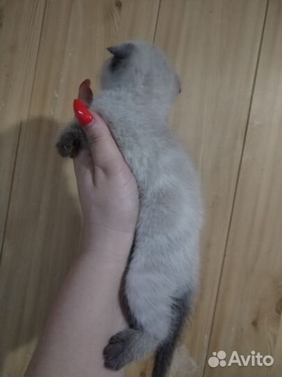 Шотландская вислоухая кошечка