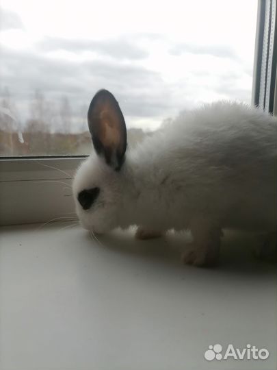 Декоративные карликовые кролики Хотот