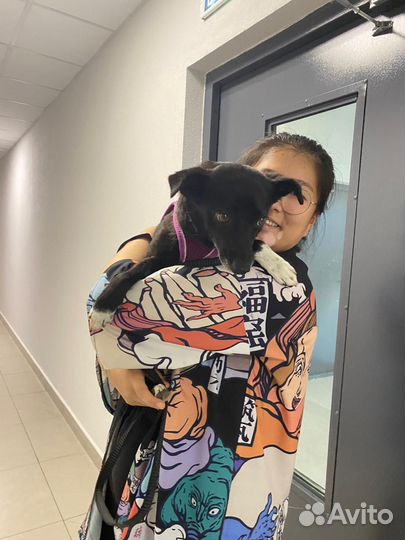 Маленькая собака девочка