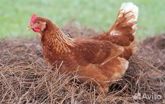 Куры несушки молодка