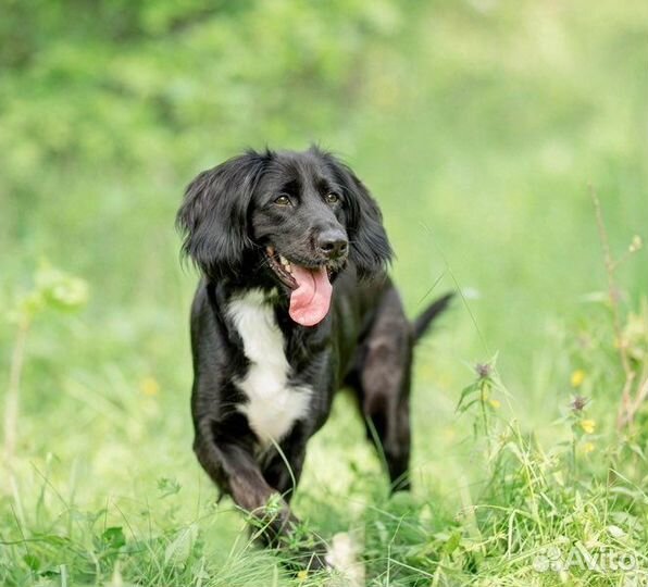Спаниелька в дар