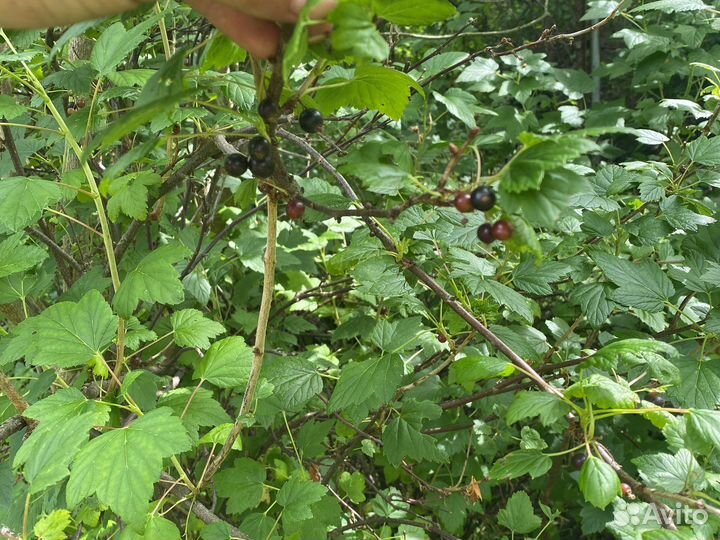 Смородина черная