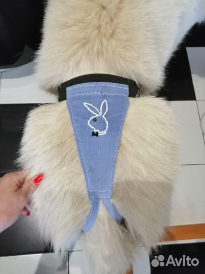 Одежда для животных