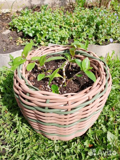 Кашпо из ротанга