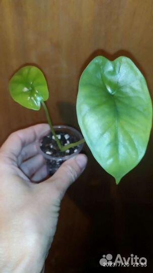 Алоказия разные виды