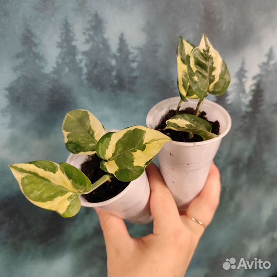 Сциндапсус джой