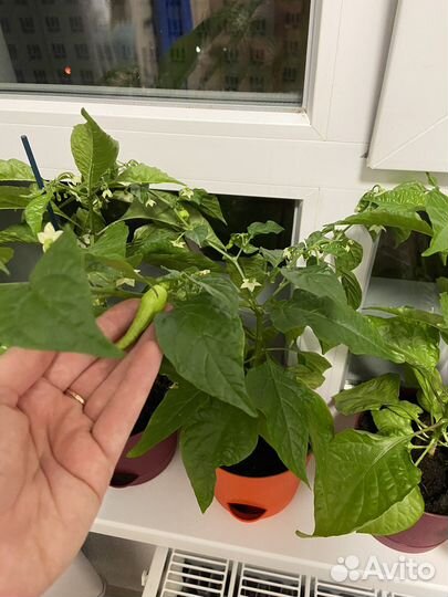 Рассада острых перцев carolina reaper