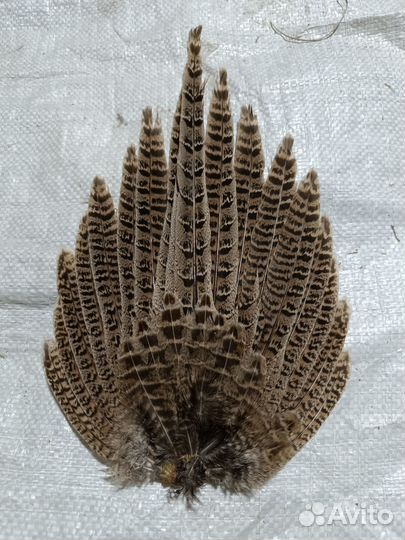 Крылья и хвост фазана