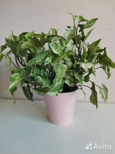 Сингониум Три Короля (Three Kings)