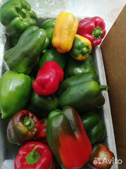 Кабачки домашние