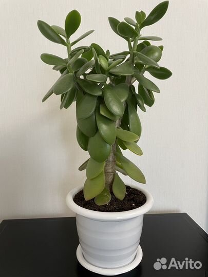 Крассула толстянка