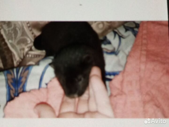 Норка,хорек,соболь,ласка