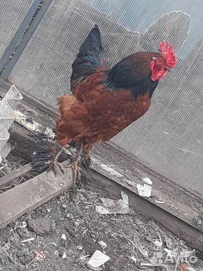 Молодые петухи