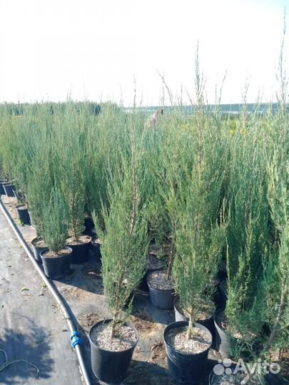 Туя, Можжевельник, ель, сосна