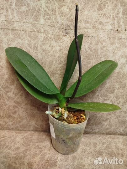 Орхидея фаленопсис