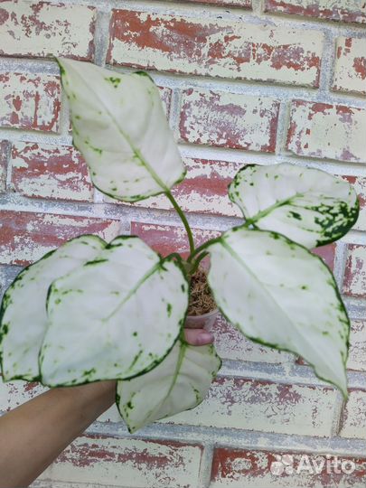 Аглаонема Super white