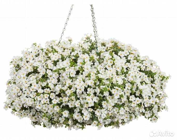 Бакопа вегетативная ампельная рассада