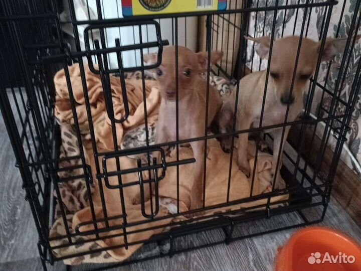 Мини той-терьер