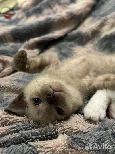 Кошки донской сфинкс