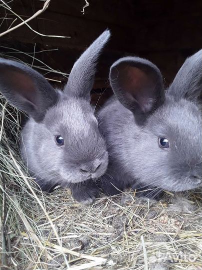 Крольчата