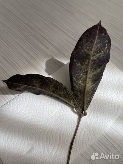 Хойя Mitrata silver (Buntok silver)