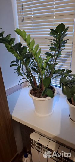 Замиокулькас