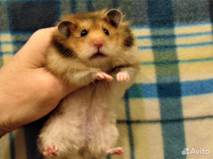 Крупные ангорские,сирийские хомяки питомник,клетки