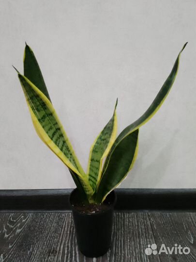 Сансевиерия футура суперба и ханни грин