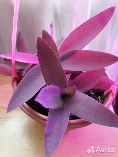 Глоксиния, Декабрист, Зебрина