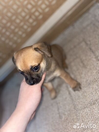 Щенки чихуахуа