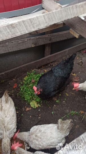 Куры несушки