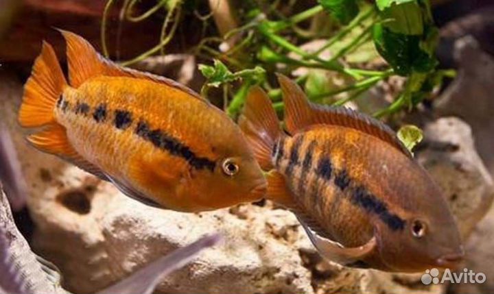 Радужная цихлида