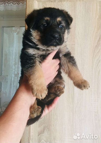 Немецкая овчарка