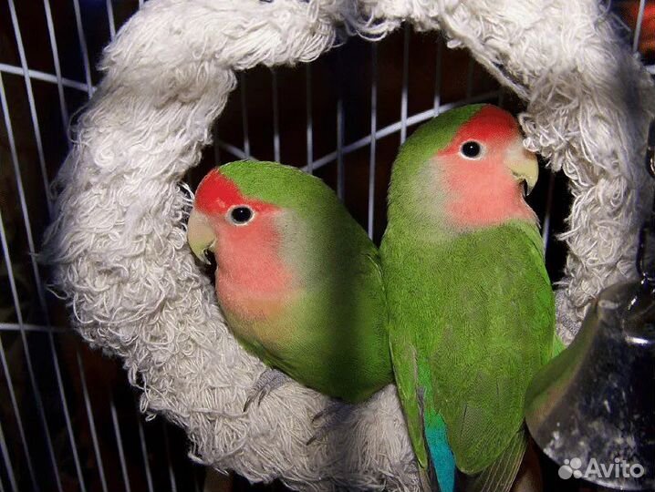 Неразлучники фишера, маска, синие, розовощекие