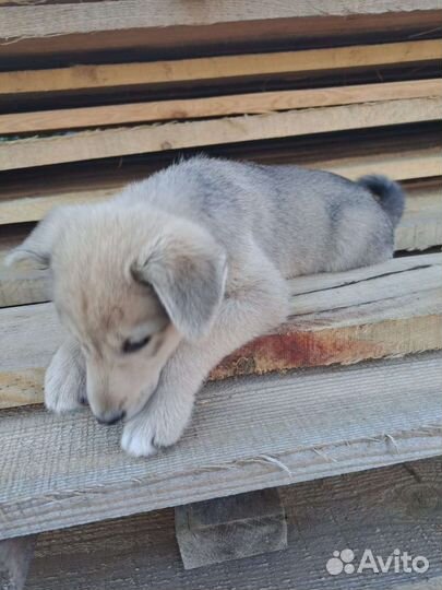 Щенки в добрые руки