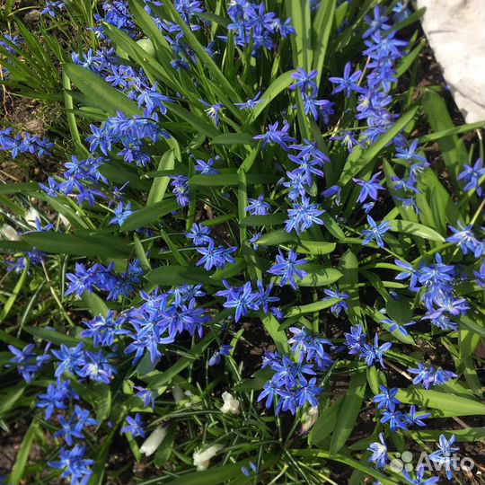 Пролеска луковицы