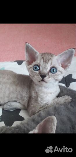 Котята девон-рекс