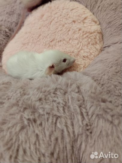 Крысята Дамбо