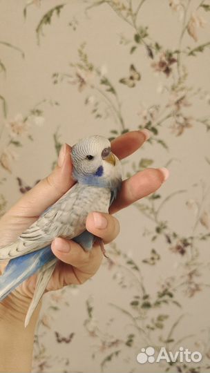 Попугаи ввп чехи