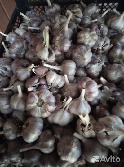 Тыква. Чеснок. Кабачки. Картошка