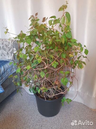 Роициссус (березка)