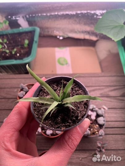 Криптантус