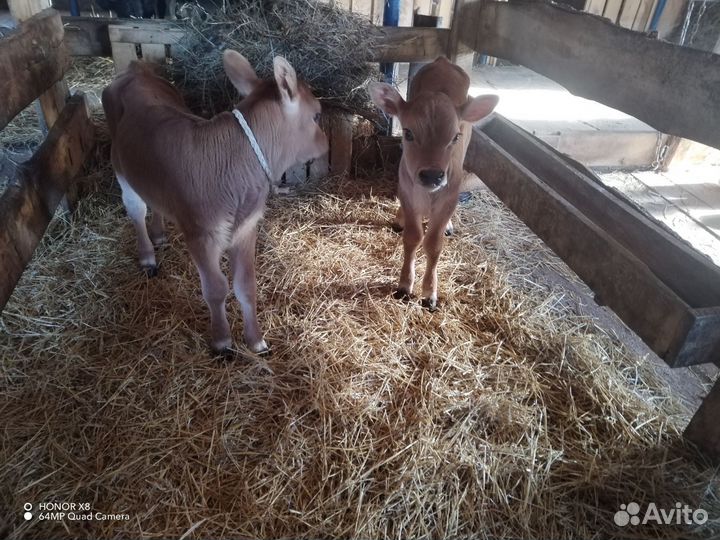 Джерсийская и Швицкая телочка