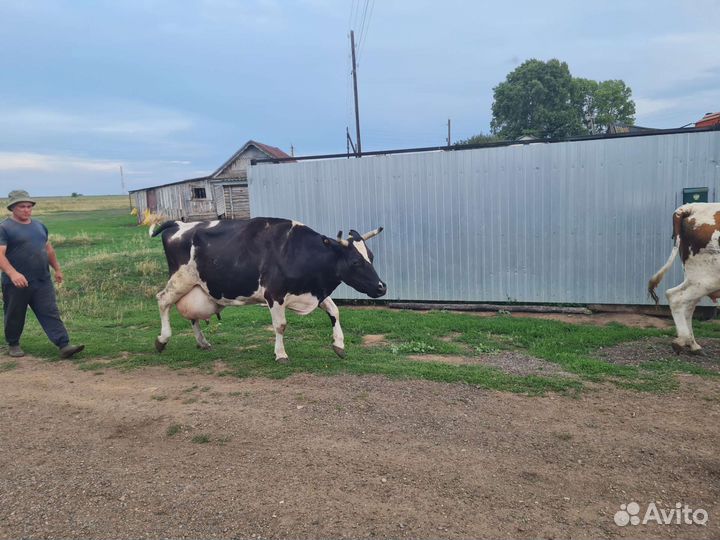 Продам корову