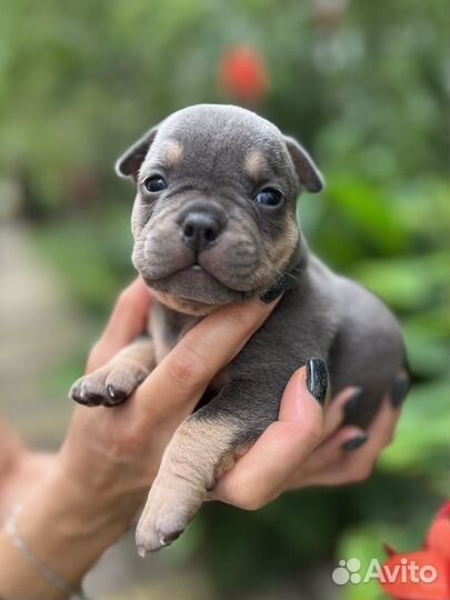 Американский булли щенки