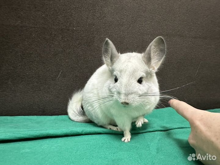 Шиншилла Белый Вильсон