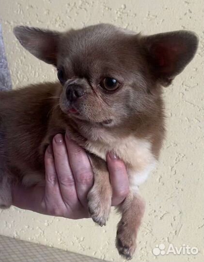 Вязка кобель чихуахуа