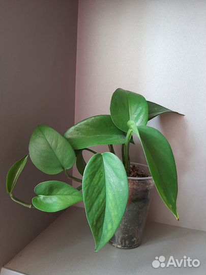 Сциндапсус