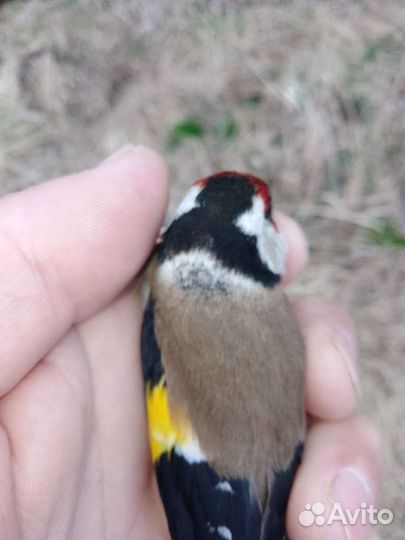 Щеглы певчие птицы