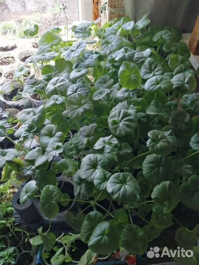 Пеларгония герань рассада